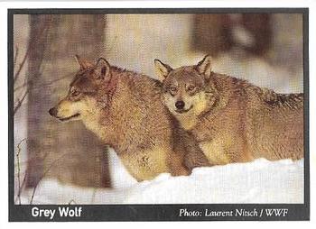 1995 Weet-Bix Threatened Wildlife #2 Grey Wolf Front