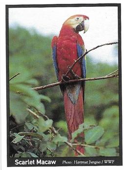 1995 Weet-Bix Threatened Wildlife #4 Scarlet Macaw Front