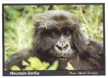 1995 Weet-Bix Threatened Wildlife #6 Mountain Gorilla Front