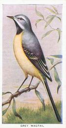 1939 Carreras Birds of the Countryside #15 Grey Wagtail Front