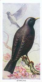 1939 Carreras Birds of the Countryside #40 Starling Front