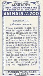 1924 Morris's Animals at the Zoo #5 Mandrill Back