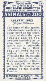 1924 Morris's Animals at the Zoo #28 Ibex Back
