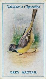 1923 Gallaher British Birds #13 Grey Wagtail Front