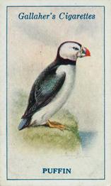 1923 Gallaher British Birds #76 Puffin Front