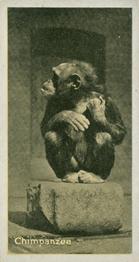1925 Carreras A “Kodak” at the Zoo (Second Series of 50) #2 Chimpanzee Front