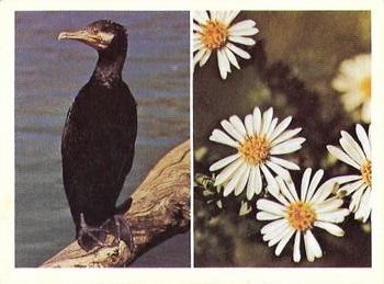 1976 Weet-Bix Australia's Own Birds & Wildflowers #3 Black Cormorant / Dusty Daisy-Brush Front