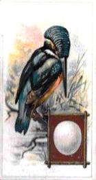 1912 Fry's Birds & Their Eggs #1 The Kingfisher Front