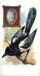 1912 Fry's Birds & Their Eggs #3 The Magpie Front