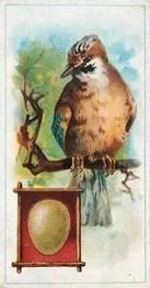 1912 Fry's Birds & Their Eggs #4 The Jay Front