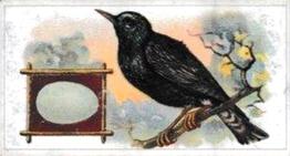 1912 Fry's Birds & Their Eggs #5 The Starling Front