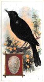 1912 Fry's Birds & Their Eggs #6 The Blackbird Front