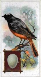 1912 Fry's Birds & Their Eggs #10 The Redstart Front