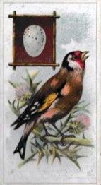 1912 Fry's Birds & Their Eggs #13 The Goldfinch Front
