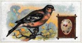 1912 Fry's Birds & Their Eggs #14 The Chaffinch Front
