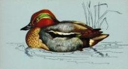 1975 Tetley Tea British Birds #48 Teal Front