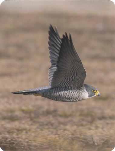 2020 Backyard Birds of Western North America #84 Peregrine Falcon Front