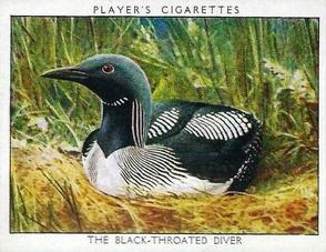 1934 Player's Wild Birds (Large) #6 The Black-Throated Diver Front
