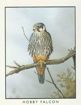 1996 Victoria Gallery British Birds of Prey Series 2 #3 Hobby Falcon Front