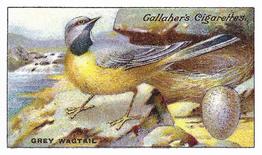 1919 Gallaher Birds Nests & Eggs Series #3 Grey Wagtail Front