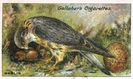 1919 Gallaher Birds Nests & Eggs Series #70 Merlin Front