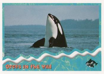 1995 SkyBox Free Willy 2: The Adventure Home #85 Orcas in the wild Front