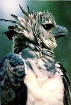 1993 Cardz The World Famous San Diego Zoo Animals of the Wild #49 Harpy eagle Front