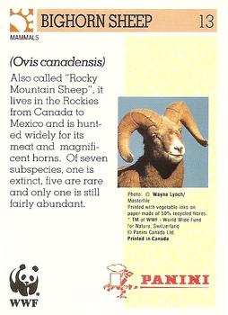 1992 Panini Wildlife In Danger #13 Bighorn Sheep Back