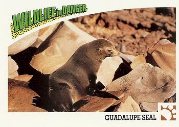 1992 Panini Wildlife In Danger #33 Guadalupe Fur Seal Front