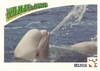 1992 Panini Wildlife In Danger #39 Beluga Front