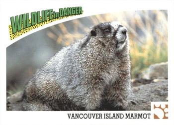 1992 Panini Wildlife In Danger #28 Vancouver Island Marmot Front