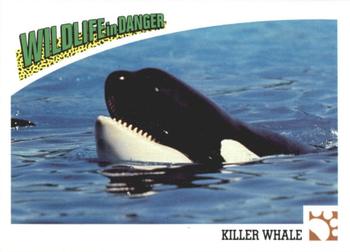 1992 Panini Wildlife In Danger #40 Killer Whale Front