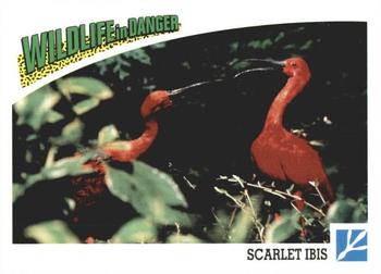 1992 Panini Wildlife In Danger #66 Scarlet Ibis Front