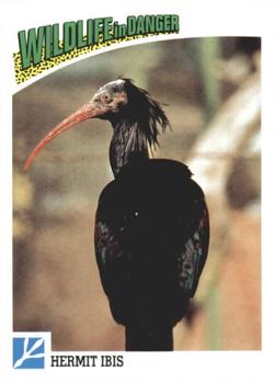 1992 Panini Wildlife In Danger #67 Hermit Ibis Front