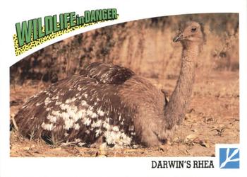 1992 Panini Wildlife In Danger #74 Darwin's Rhea Front
