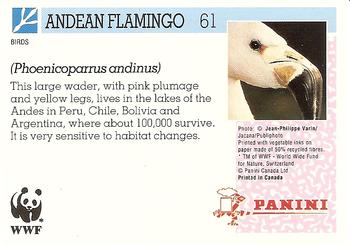 1992 Panini Wildlife In Danger #61 Andean Flamingo Back