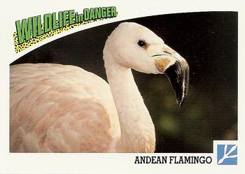 1992 Panini Wildlife In Danger #61 Andean Flamingo Front