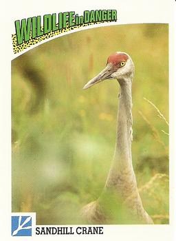 1992 Panini Wildlife In Danger #70 Sandhill Crane Front