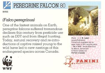 1992 Panini Wildlife In Danger #80 Peregrine Falcon Back