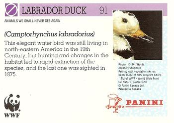 1992 Panini Wildlife In Danger #91 Labrador Duck Back