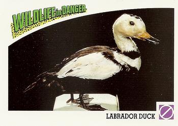 1992 Panini Wildlife In Danger #91 Labrador Duck Front