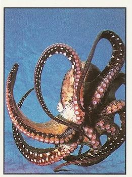 1994 Tougaroo Wild Animals Stickers #237 Octopus Front
