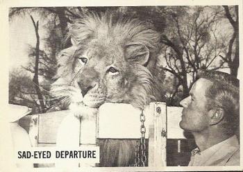 1966-67 Philadelphia Daktari #12 Sad-Eyed Departure Front