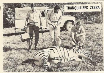 1966-67 Philadelphia Daktari #31 Tranquilized Zebra Front