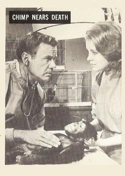1966-67 Philadelphia Daktari #52 Chimps Near Death Front