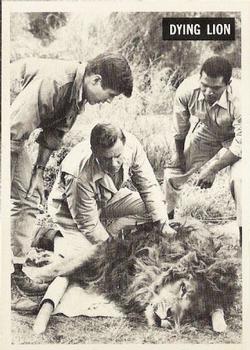 1966-67 Philadelphia Daktari #53 Dying Lion Front