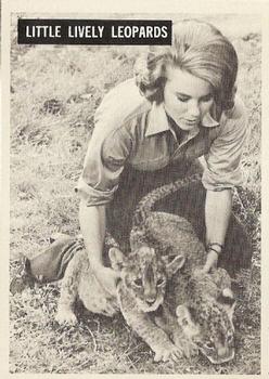 1966-67 Philadelphia Daktari #54 Little Lively Leopards Front