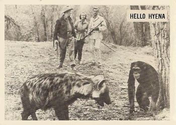 1966-67 Philadelphia Daktari #55 Hello Hyena Front