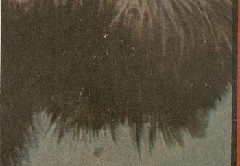 1976 Topps King Kong #10 Observing the strange native ritual! Back