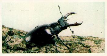 1980 Brooke Bond Woodland Wildlife #3 Stag Beetle Front